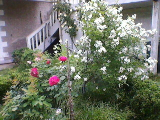 Un Paradis De Verdure En Plein Centre Ville Périgueux المظهر الخارجي الصورة